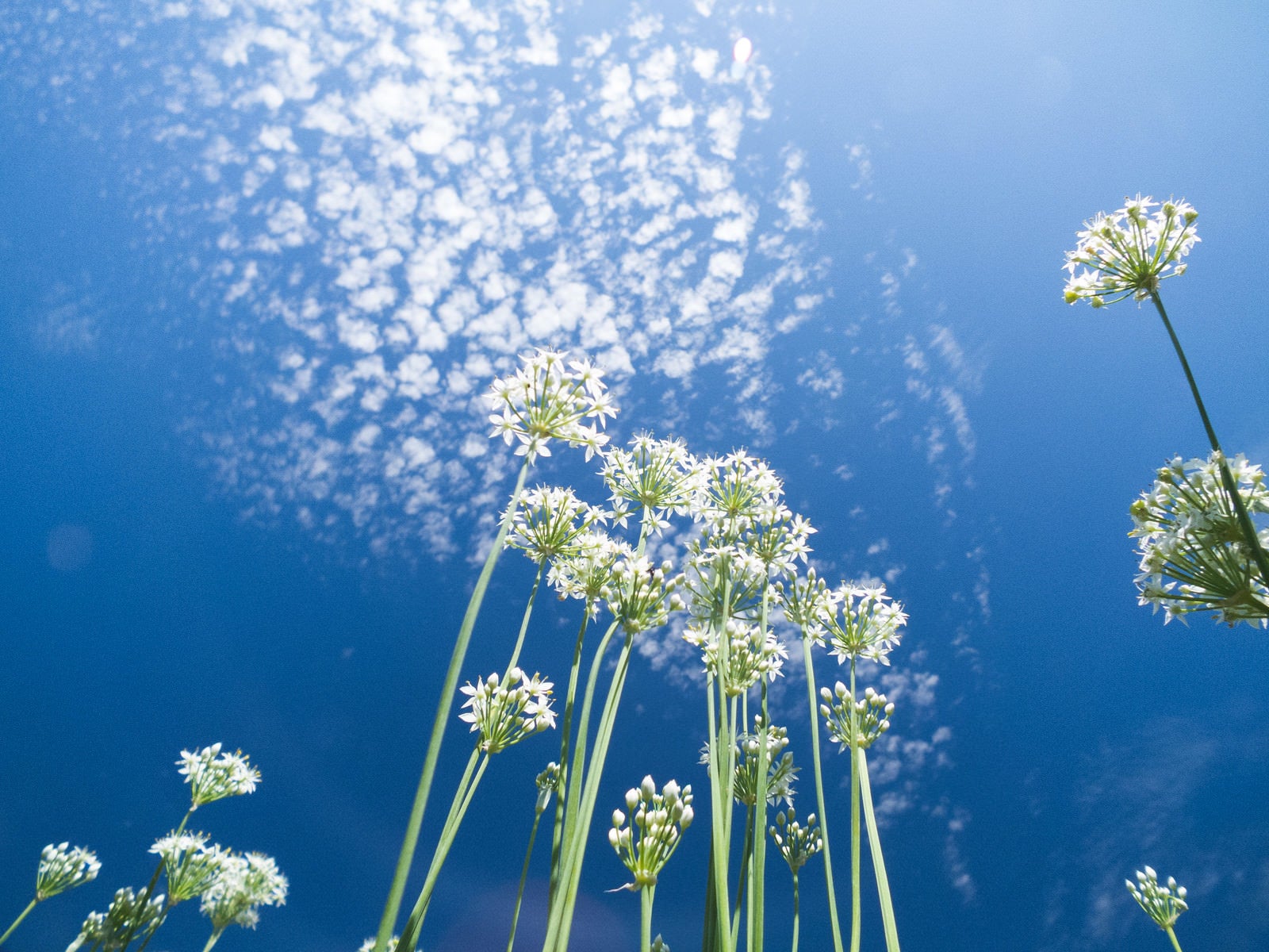 「青空とニラの花」の写真