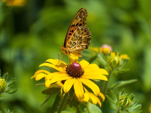 ルドベキアの花と蛾の写真