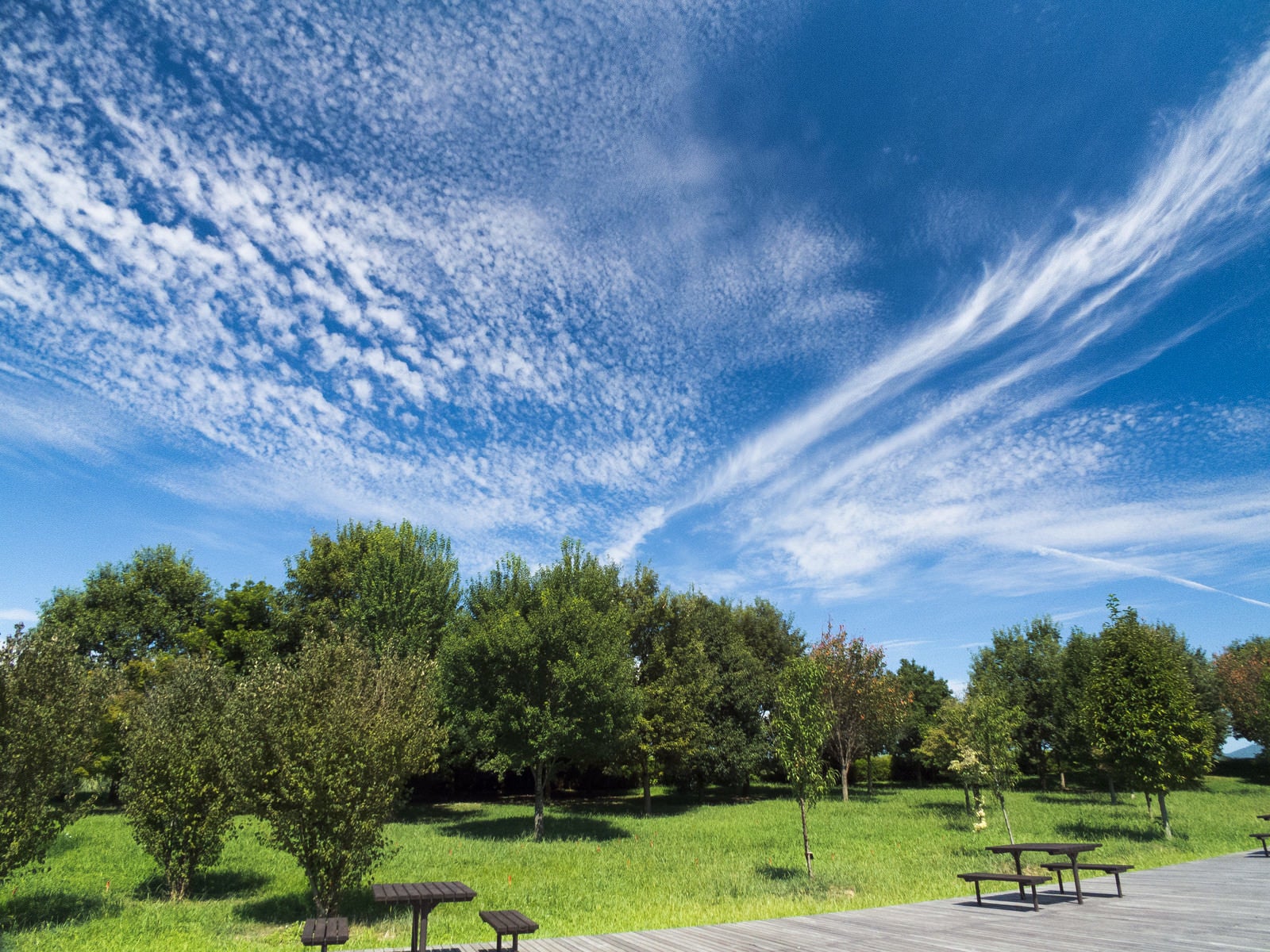 「青空と公園の木々」の写真