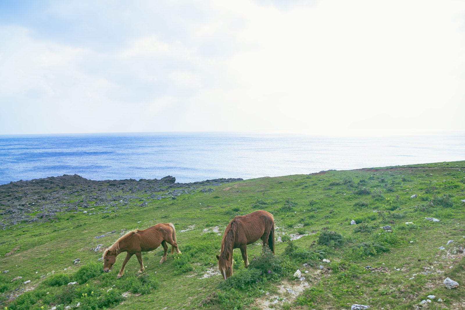 「与那国島の自然に包まれて生きる馬」の写真