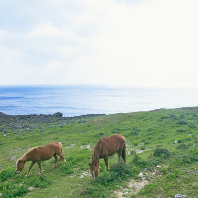 与那国島の自然に包まれて生きる馬の写真