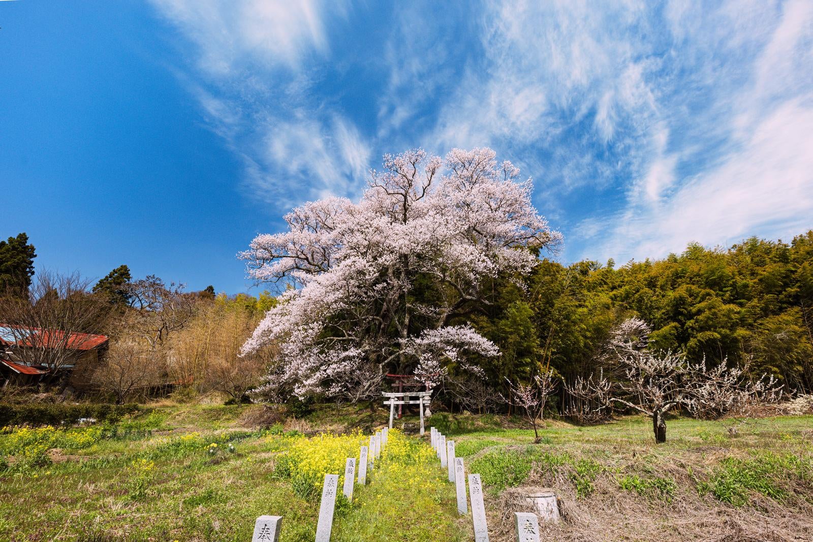 「満開に咲き誇る子授け櫻の景観」の写真