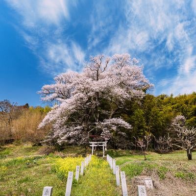 満開に咲き誇る子授け櫻の景観の写真