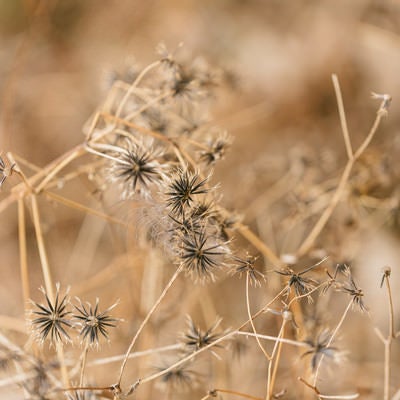 通称「ひっつき虫」の写真