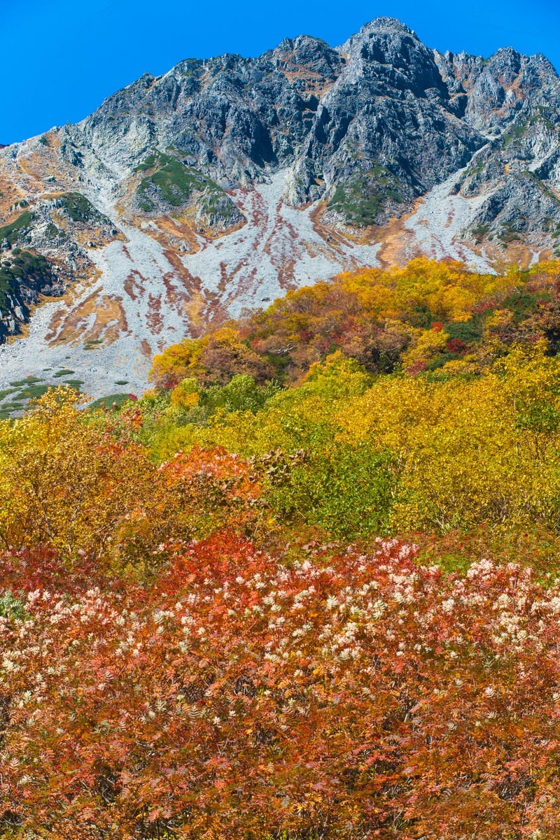 「9月の紅葉シーズンピークの涸沢カール」の写真