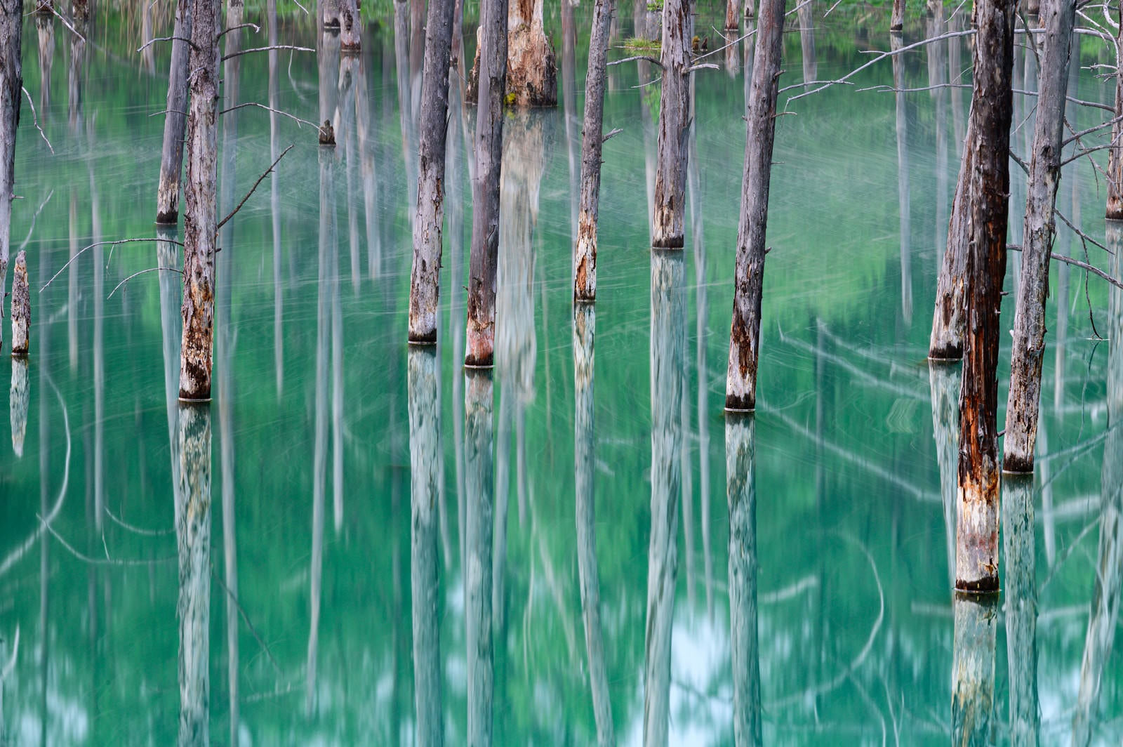 「水鏡の青い池（北海道川上郡美瑛町白金）」の写真