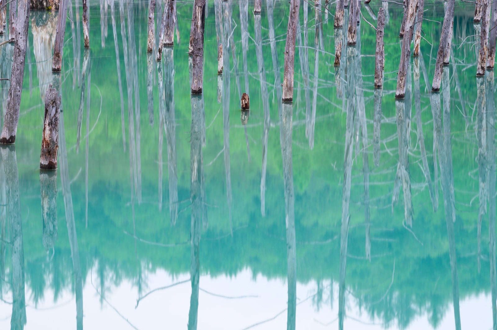 「立ち枯れのカラマツと水鏡の青い池（北海道川上郡美瑛町白金）」の写真