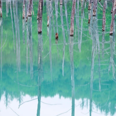 立ち枯れのカラマツと水鏡の青い池（北海道川上郡美瑛町白金）の写真