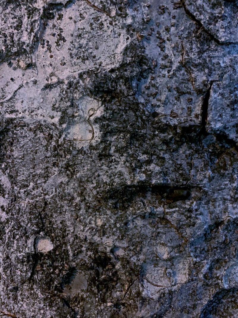 「木の樹皮（テクスチャー）」の写真