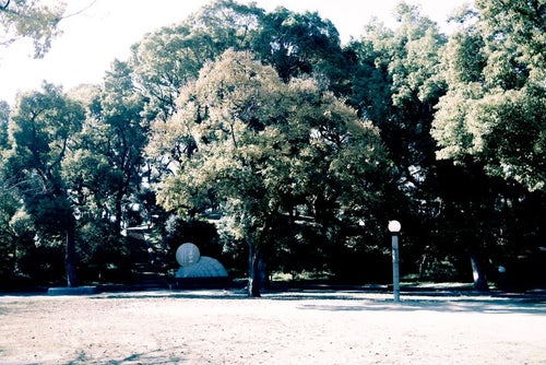 木々の茂った公園の広場の写真