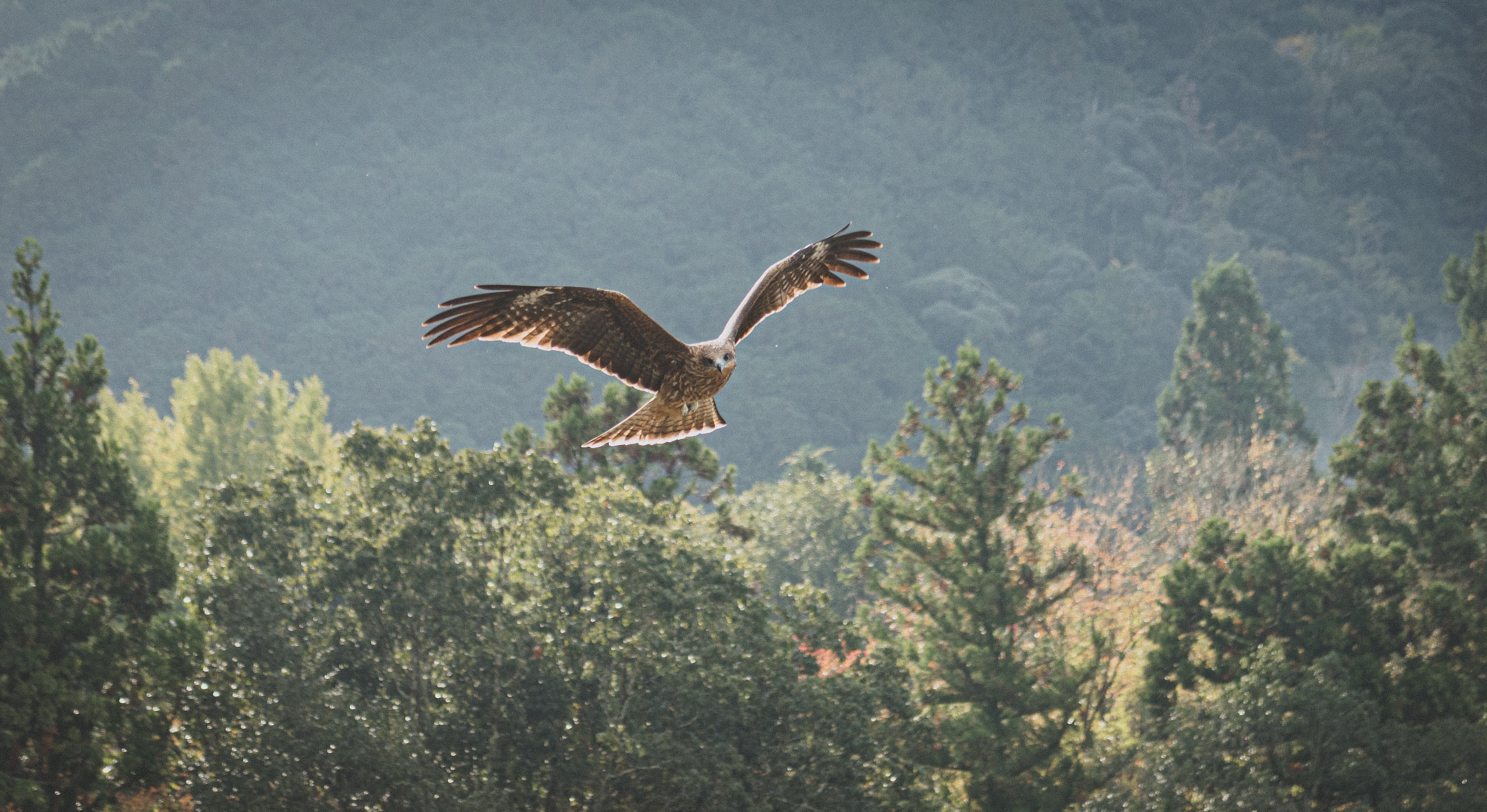 トビの翼標本 0HRQxSMs_200x200.jpg