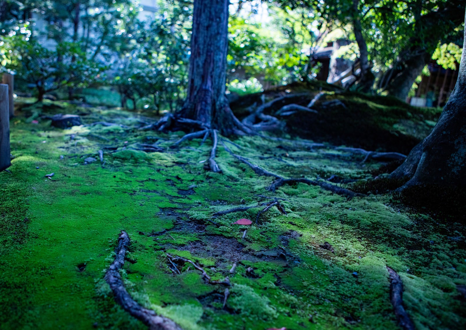 「苔生す庭園に張りめぐる木の根」の写真