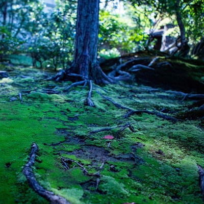 苔生す庭園に張りめぐる木の根の写真