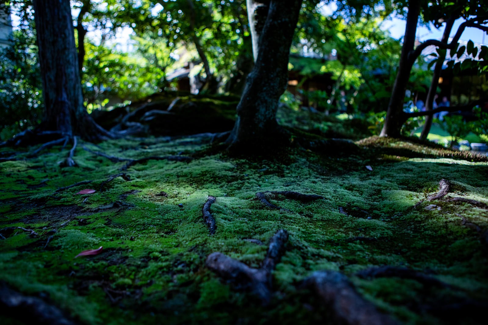 「日本庭園の苔生す地面に張りめぐる木の根」の写真