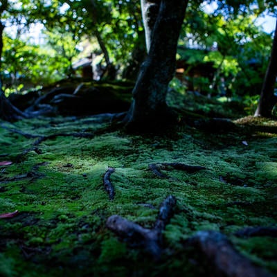 日本庭園の苔生す地面に張りめぐる木の根の写真