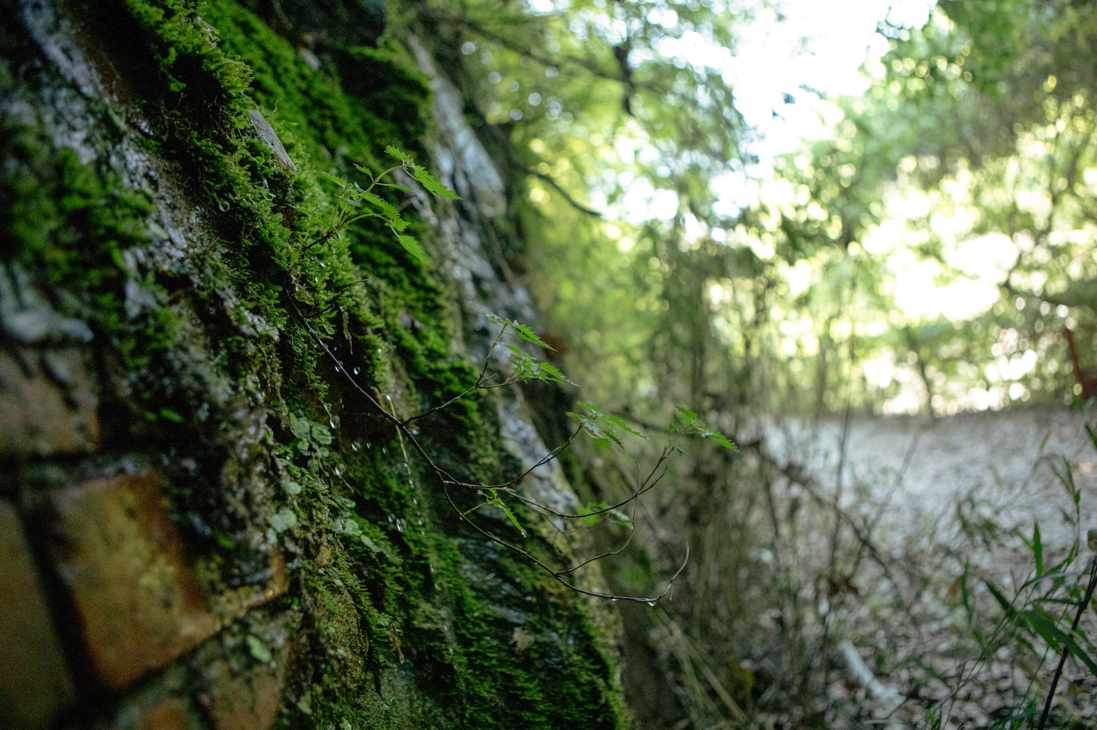 「苔むすレンガの壁と植物」の写真