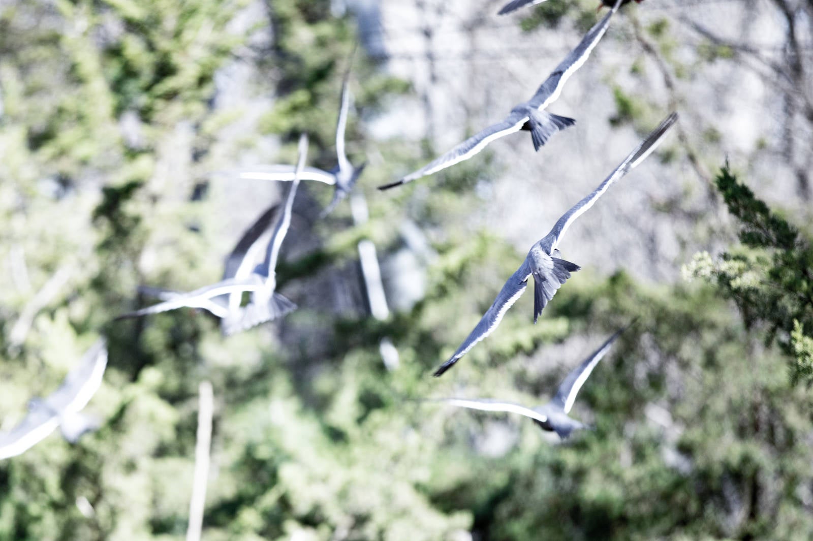 「飛び立つ鳥の群れ」の写真