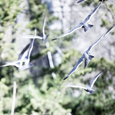 飛び立つ鳥の群れの写真