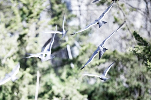 飛び立つ鳥の群れの写真