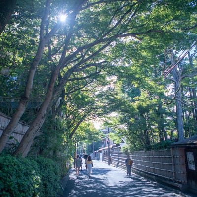 木漏れ日の中を歩く観光客（京都府）の写真