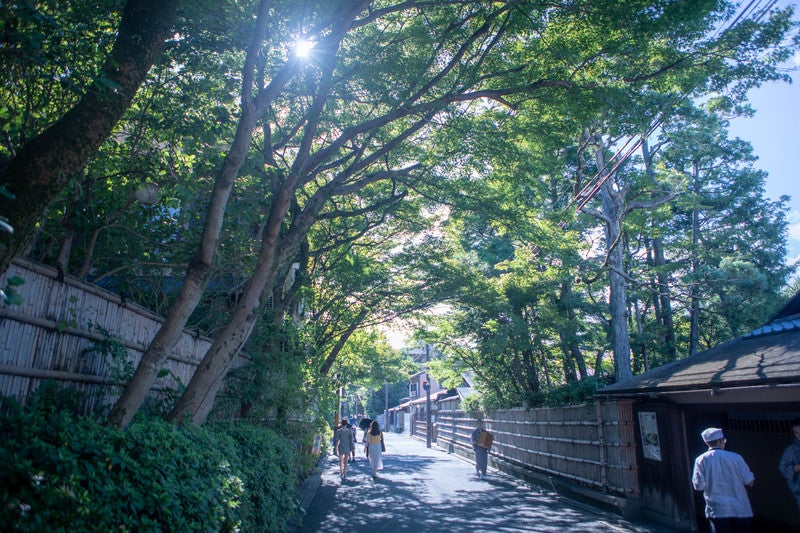 木漏れ日の中を歩く観光客（京都府）の写真