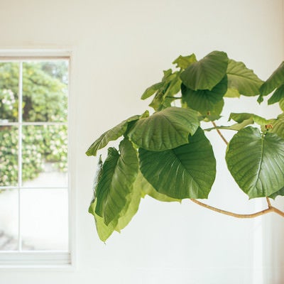 窓際に置かれた観葉植物の写真