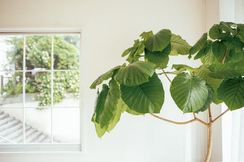 窓際に置かれた観葉植物の写真