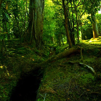 苔生した森の地面の写真