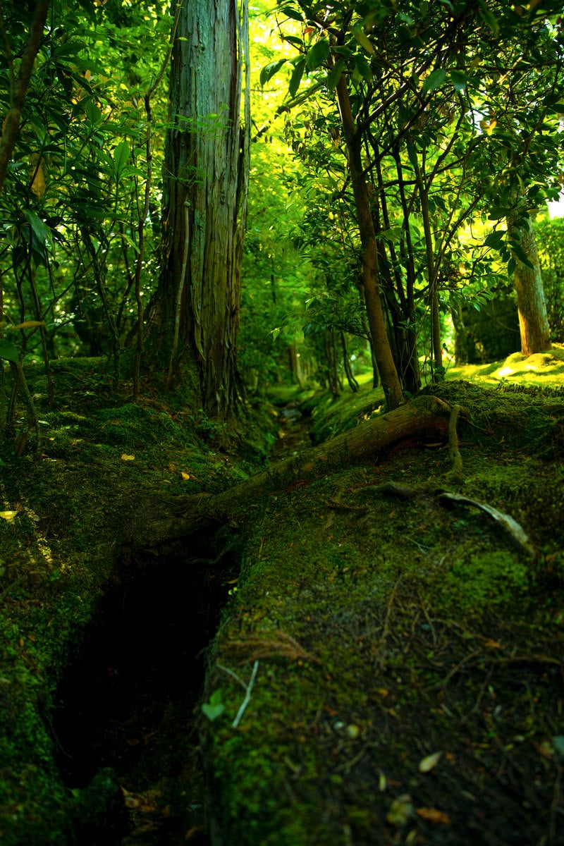 「苔生した森の地面」の写真