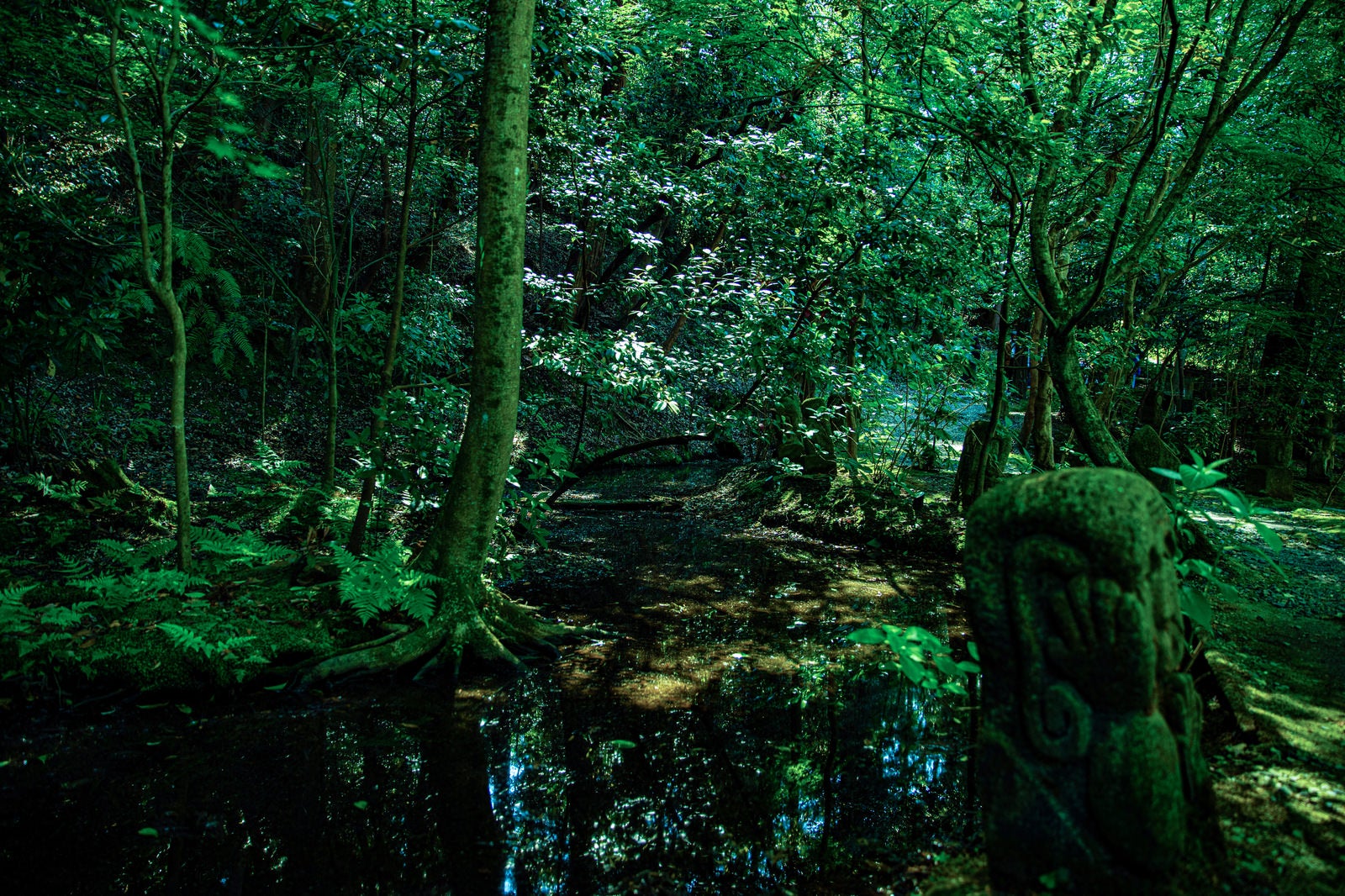 「森の中の湿原」の写真
