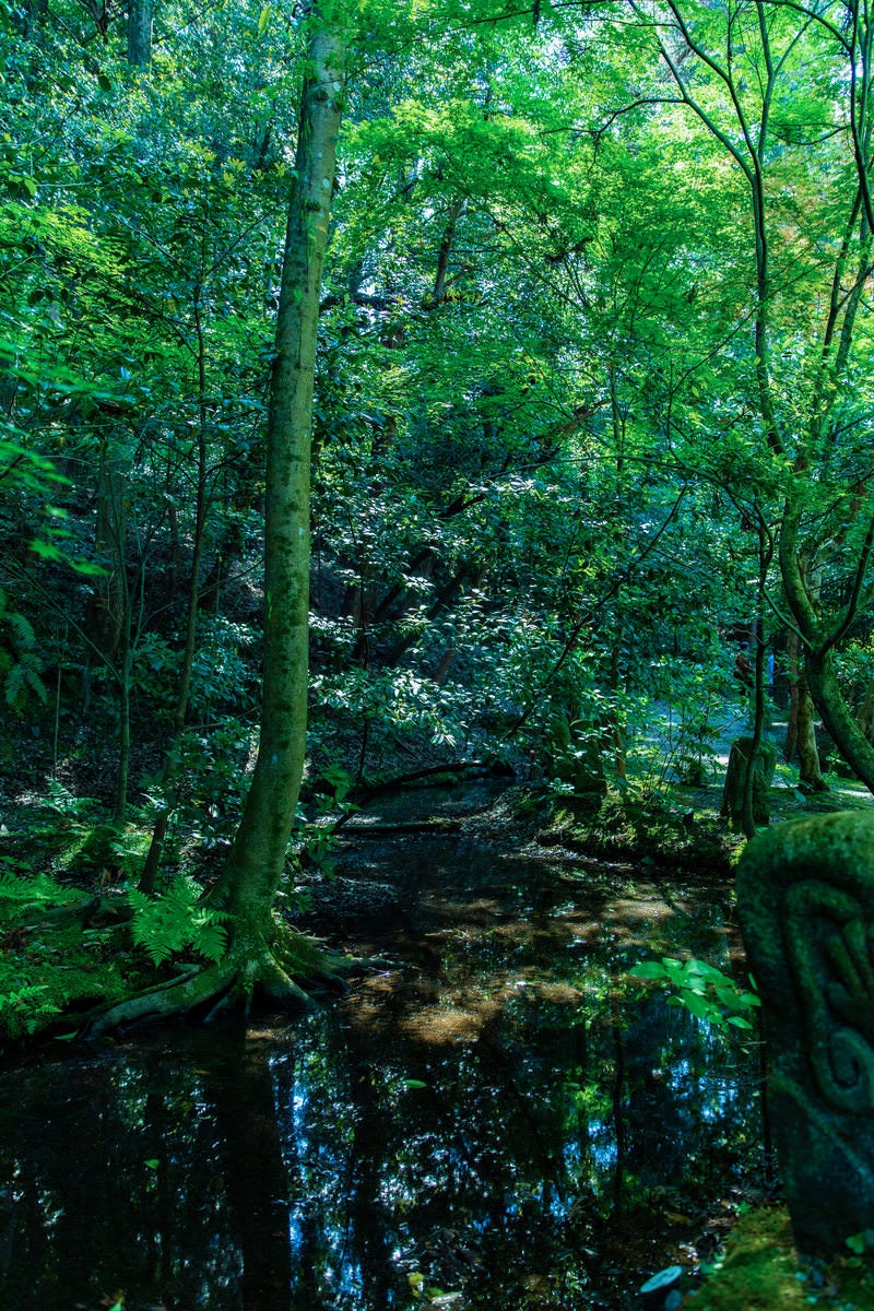 森の静けさと川の源流の写真