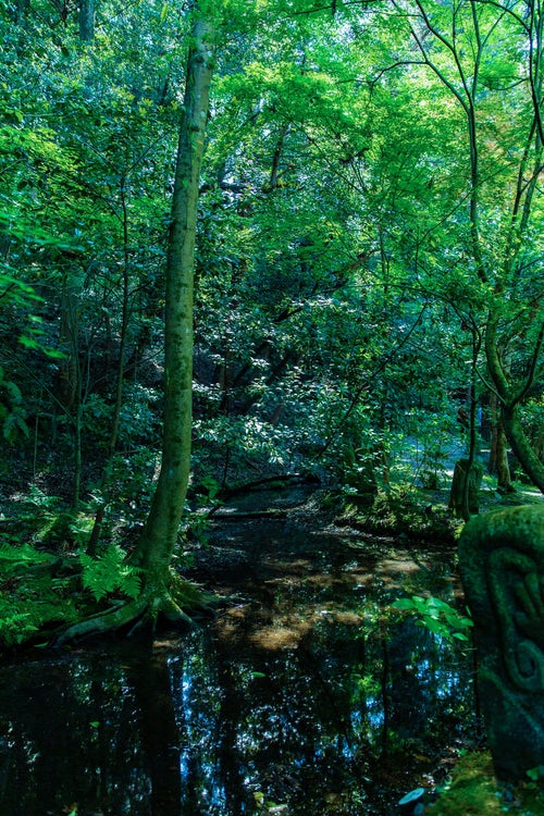 森の静けさと川の源流の写真
