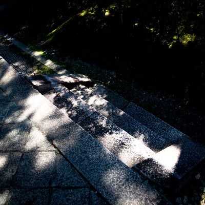 石段に落ちる木々の影の写真