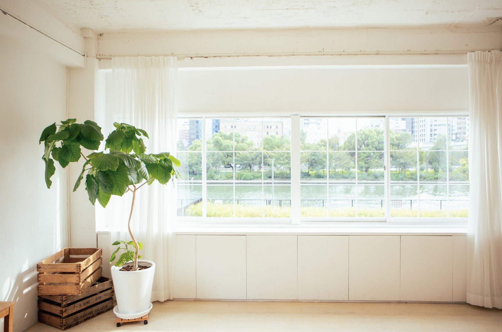 「窓から見える風景と観葉植物」の写真