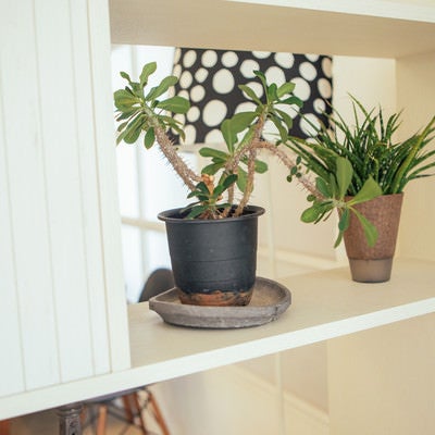 棚に並べられた卓上サイズの観葉植物の写真