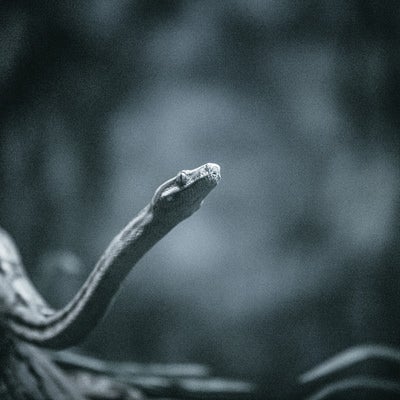 暗がりの蛇の写真