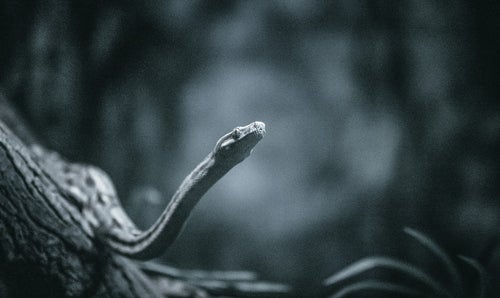 暗がりの蛇の写真