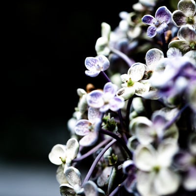 小さな花の集合体（ウズアジサイ）の写真