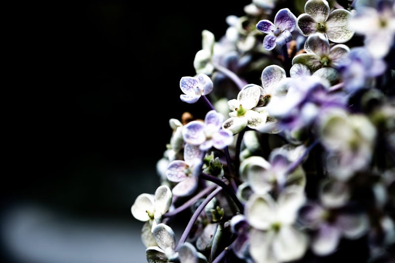 小さな花の集合体（ウズアジサイ）の写真