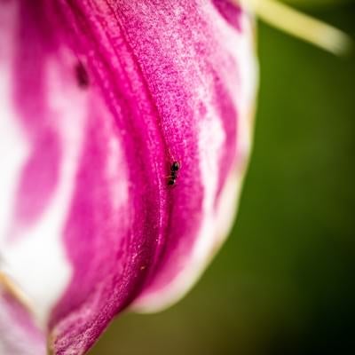 花の蜜に誘われた蟻の写真