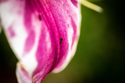 花の蜜に誘われた蟻の写真