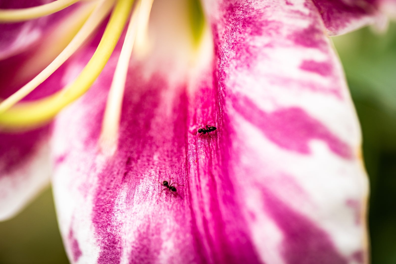 「蜜に集まる蟻」の写真