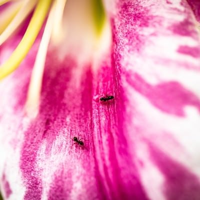 蜜に集まる蟻の写真