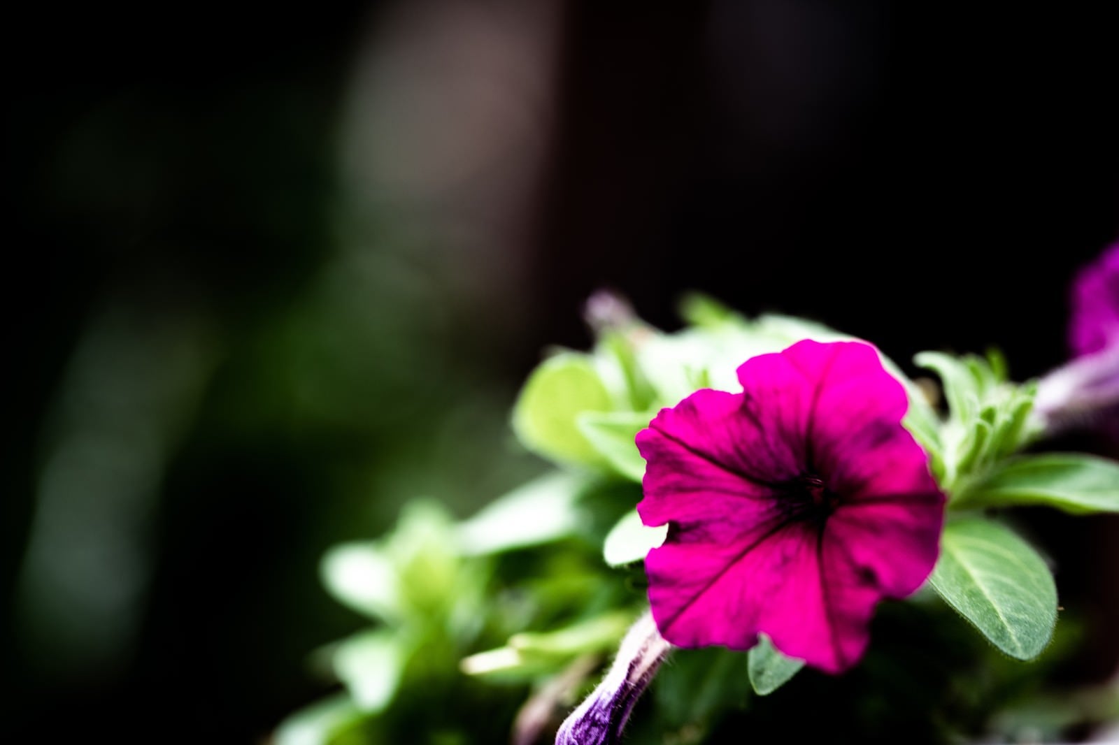 「紫色鮮やかに咲く花」の写真