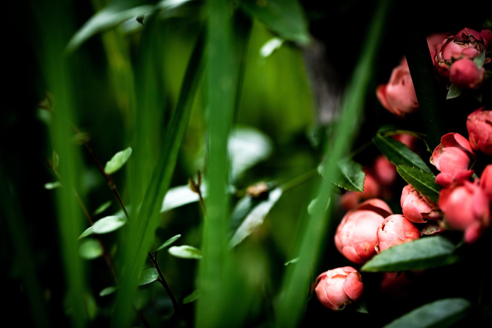 「開花を待つ小振りな蕾と葉」の写真