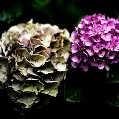 梅雨時期の紫陽花の写真