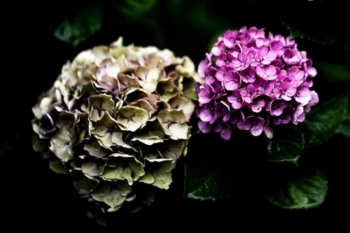 梅雨時期の紫陽花の写真