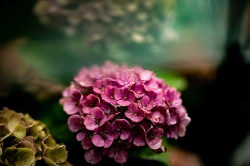 水滴と紫陽花の写真