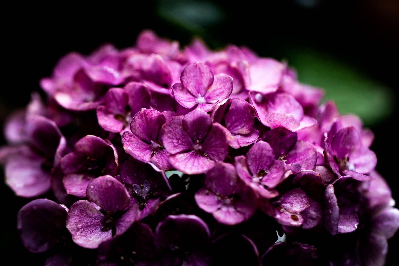 「梅雨の時期と紫陽花」の写真