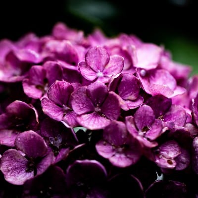 梅雨の時期と紫陽花の写真